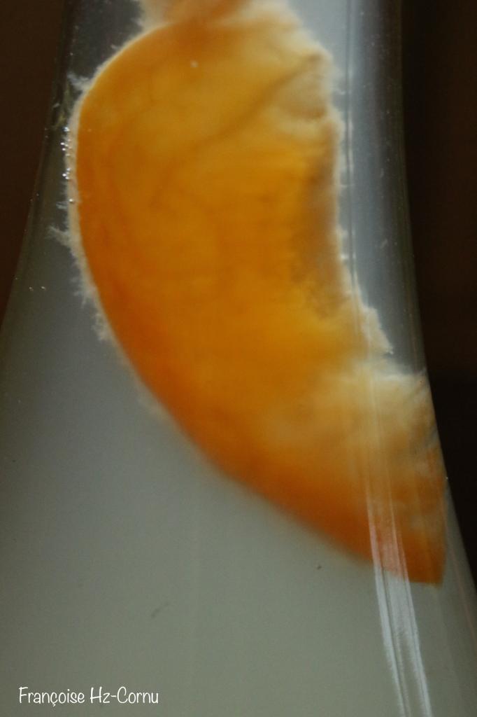 Kéfir abricot 