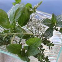 Plantes aromatiques copie